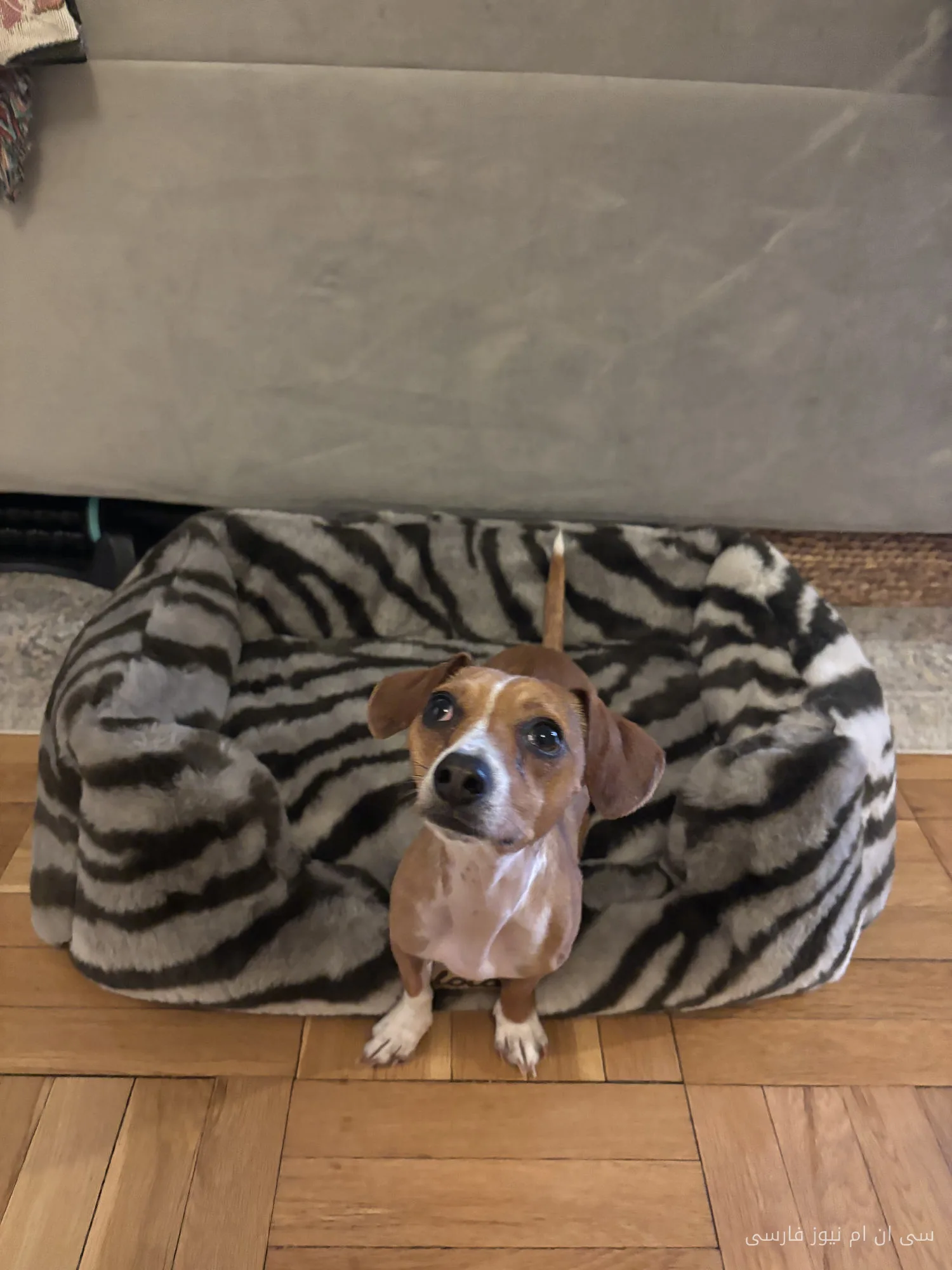 Braucht Ihr Hund wirklich ein eigenes Hundebett?