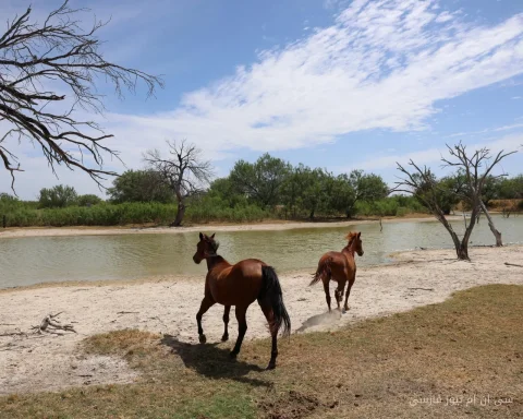 عفونت اسب در تگزاس؛ شکاف در دفاع مقابل کرم میوه‌خوار جدید